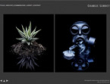 Click to find out more about the Charlie Surbey Photography website