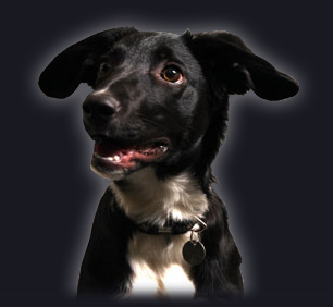 Meggy Mayhem - Rescue Lurcher